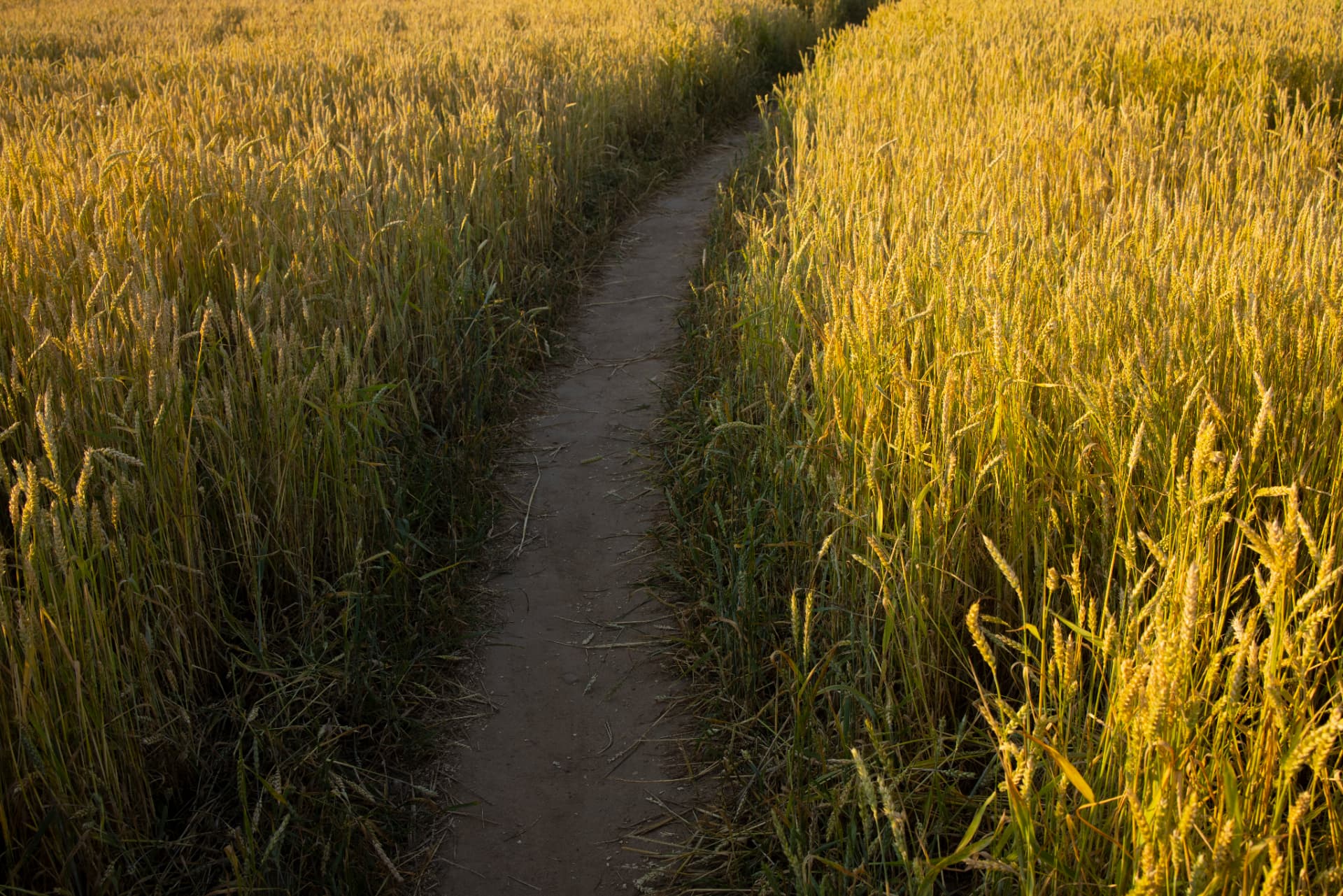Path through a golden wheat field at sunset