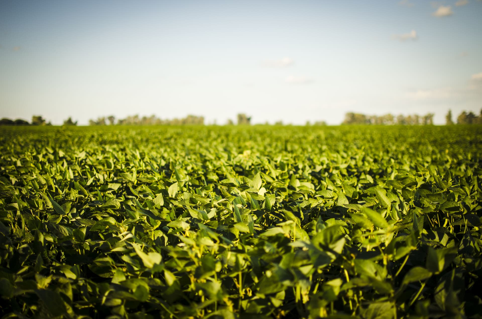Sunlit agricultural field of green crops under an open sky