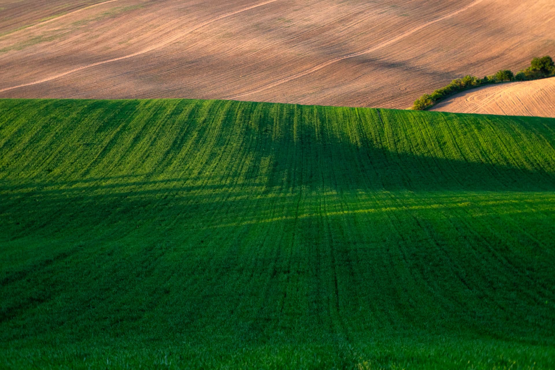 Rolling green and ploughed farmland at golden hour
